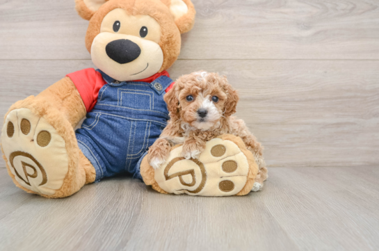 Happy Pooodle Purebred Puppy