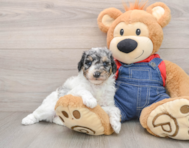 6 week old Poodle Puppy For Sale - Florida Fur Babies