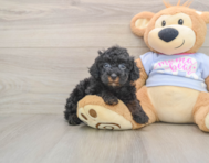 6 week old Poodle Puppy For Sale - Florida Fur Babies