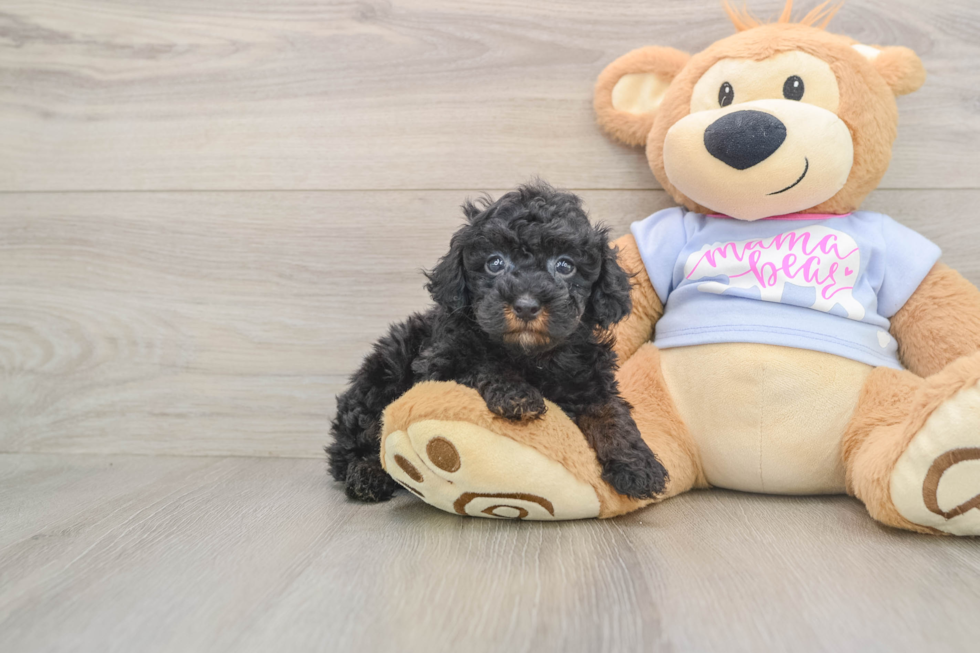 Friendly Poodle Purebred Pup