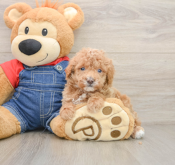 6 week old Poodle Puppy For Sale - Florida Fur Babies