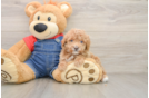 Best Poodle Baby