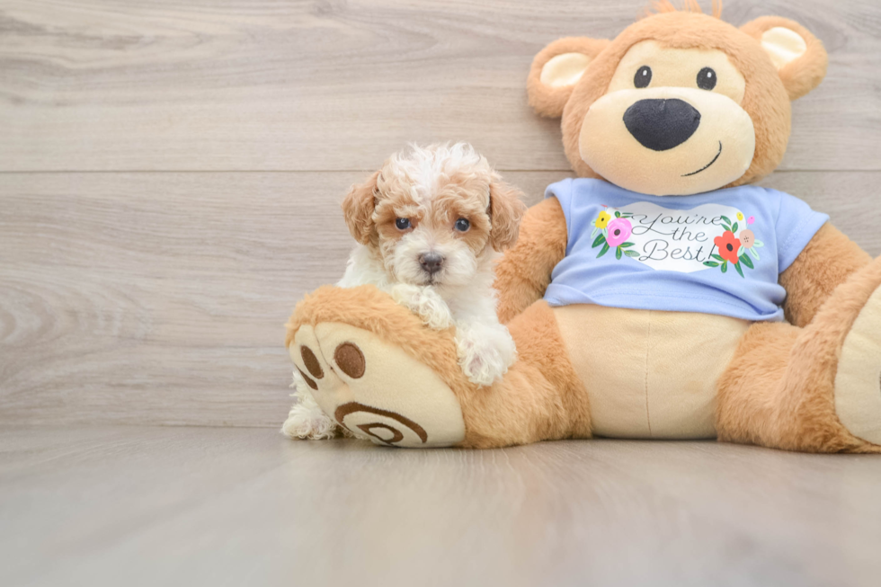 Petite Pudel Purebred Puppy