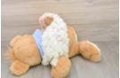 Best Poodle Baby