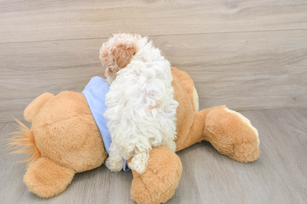 Best Poodle Baby