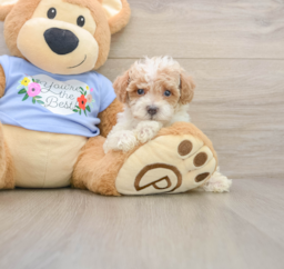 7 week old Poodle Puppy For Sale - Florida Fur Babies