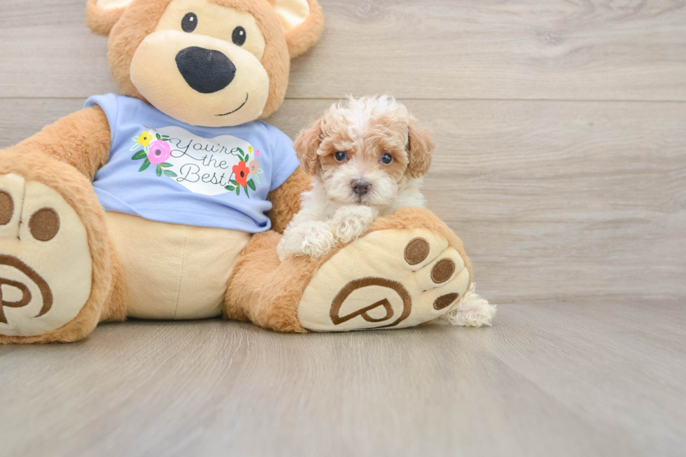 Small Poodle Purebred Pup