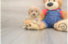 Friendly Poodle Baby