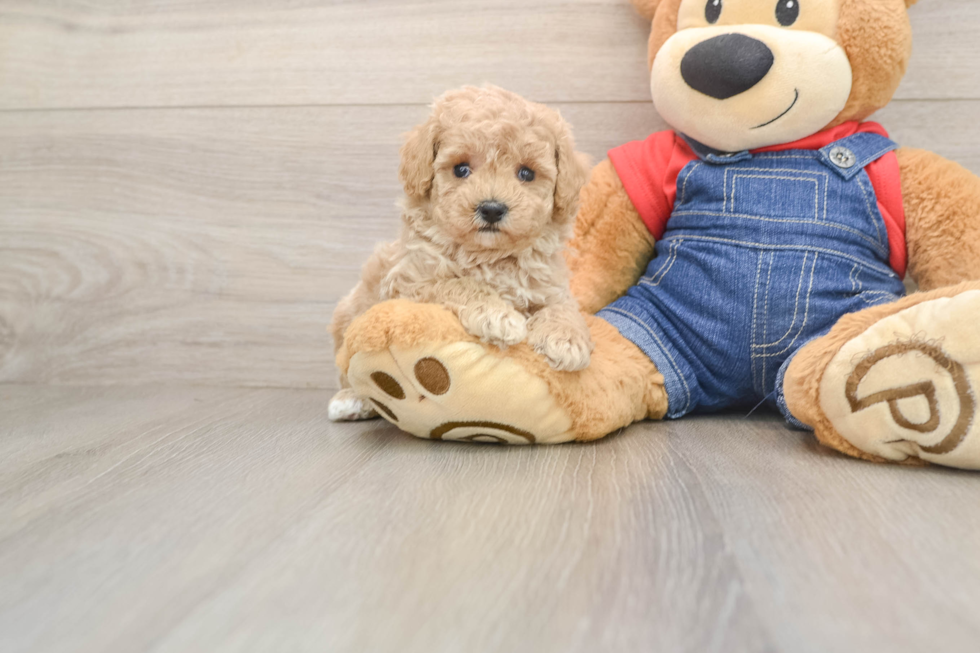 Friendly Poodle Baby
