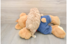 Friendly Poodle Purebred Pup