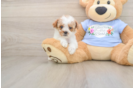 Best Poodle Baby