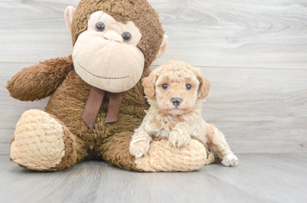 6 week old Poodle Puppy For Sale - Florida Fur Babies