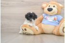 Playful Poodle Baby