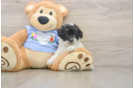 Playful Poodle Baby