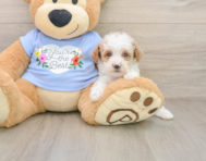 8 week old Poodle Puppy For Sale - Florida Fur Babies