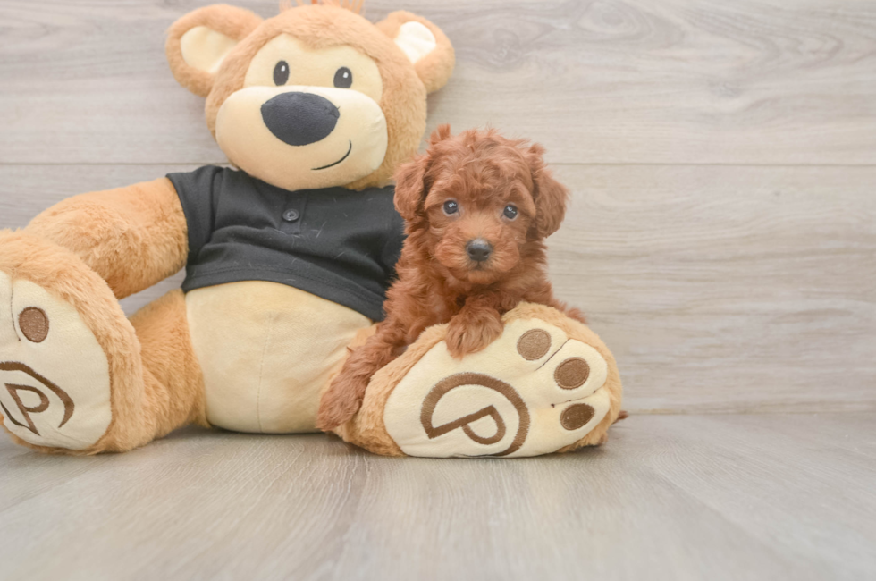 5 week old Poodle Puppy For Sale - Florida Fur Babies