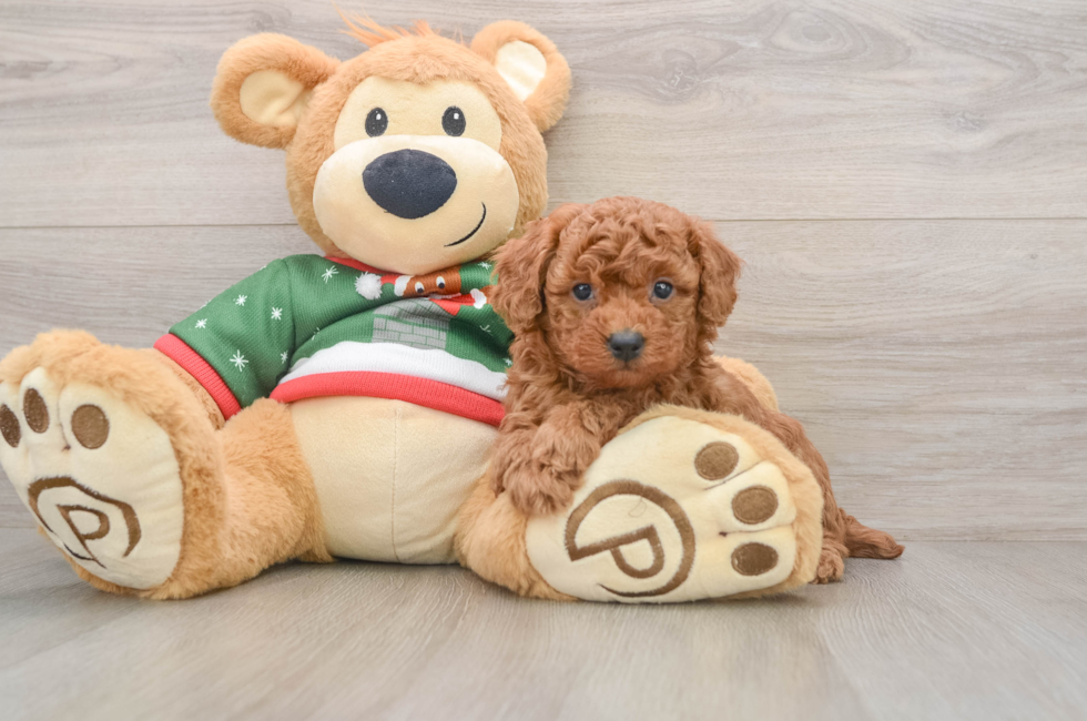 5 week old Poodle Puppy For Sale - Florida Fur Babies