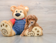 6 week old Poodle Puppy For Sale - Florida Fur Babies