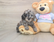 7 week old Poodle Puppy For Sale - Florida Fur Babies