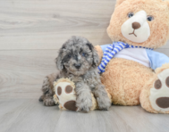 8 week old Poodle Puppy For Sale - Florida Fur Babies