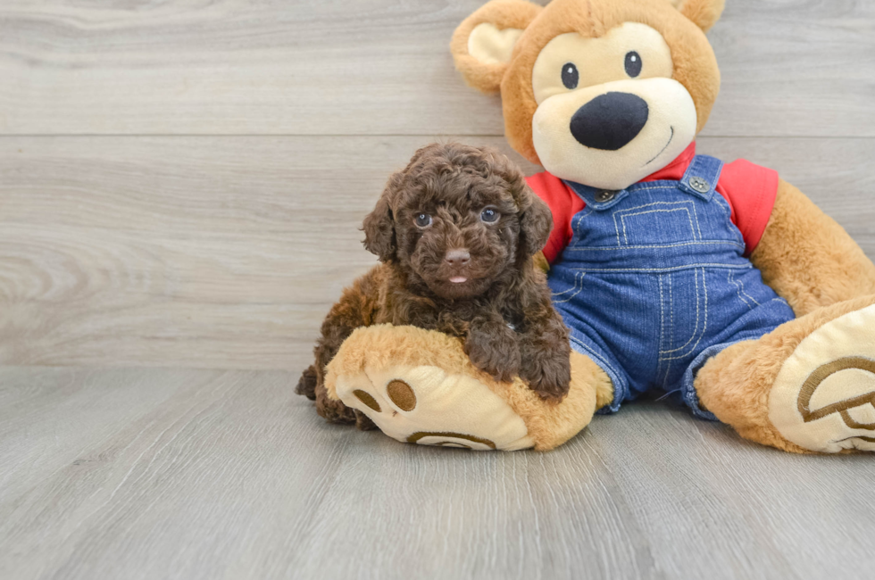 5 week old Poodle Puppy For Sale - Florida Fur Babies