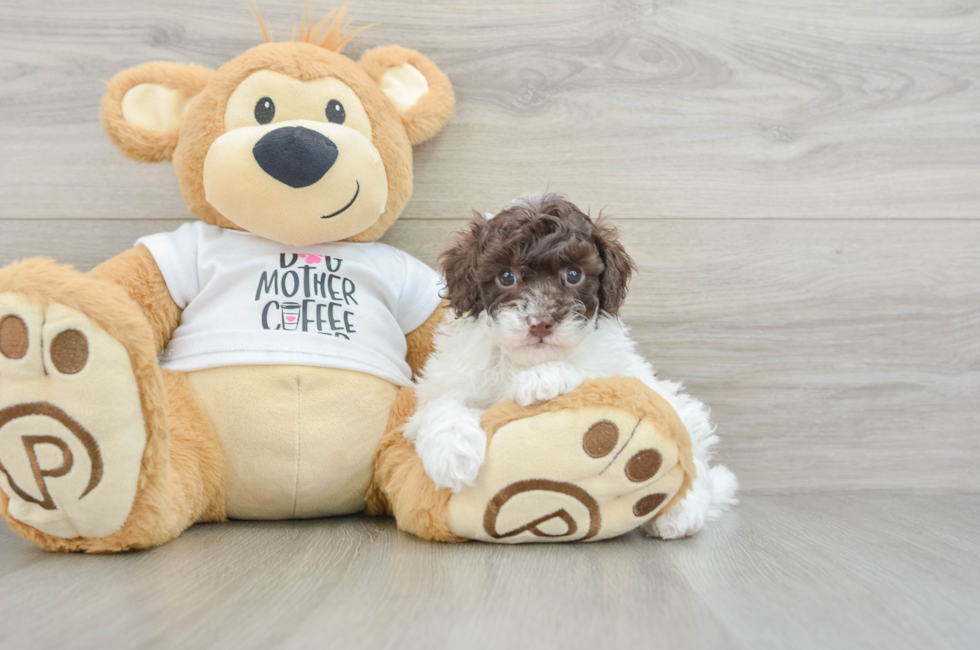 6 week old Poodle Puppy For Sale - Florida Fur Babies