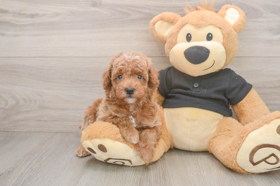 5 week old Poodle Puppy For Sale - Florida Fur Babies