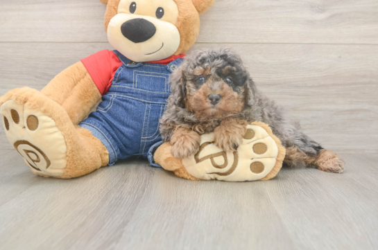 5 week old Poodle Puppy For Sale - Florida Fur Babies Adorable Toy Poodle Purebred Puppy
