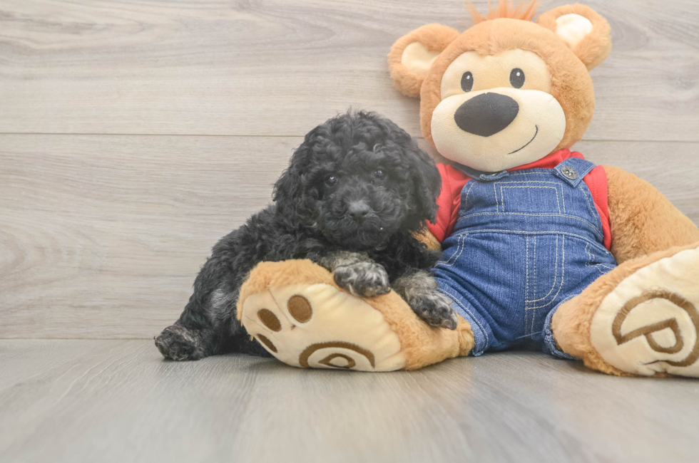 6 week old Poodle Puppy For Sale - Florida Fur Babies