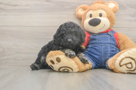 5 week old Poodle Puppy For Sale - Florida Fur Babies Hypoallergenic Poodle Baby