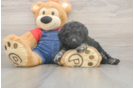Cute Toy Poodle Purebred Puppy