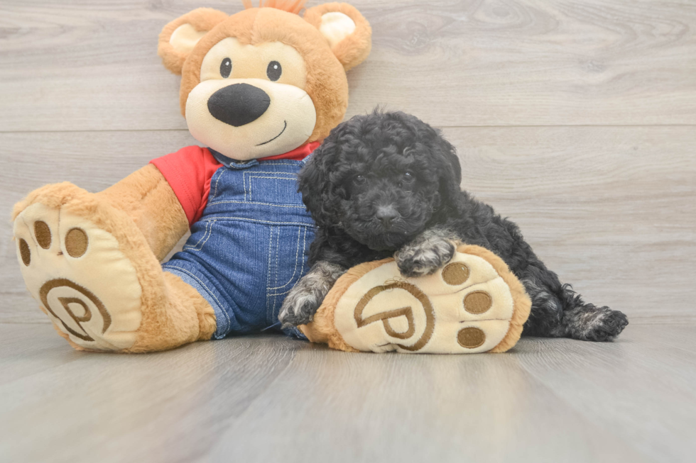 Cute Toy Poodle Purebred Puppy