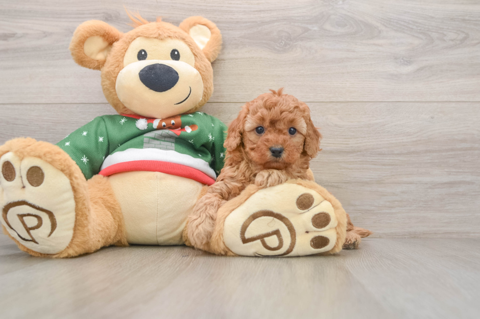 5 week old Poodle Puppy For Sale - Florida Fur Babies