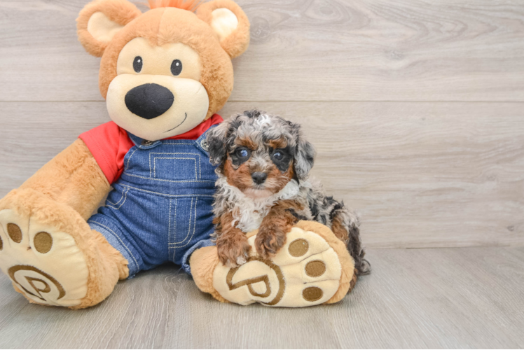 Poodle Puppy for Adoption