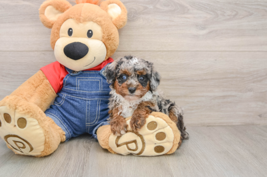 Poodle Puppy for Adoption