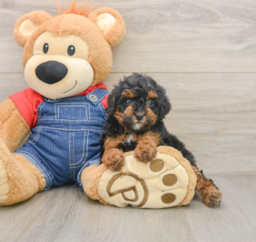 6 week old Poodle Puppy For Sale - Florida Fur Babies