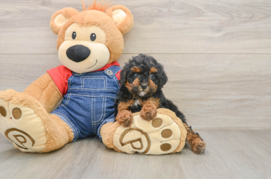 Poodle Pup Being Cute