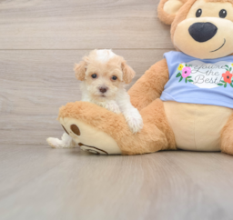 7 week old Poodle Puppy For Sale - Florida Fur Babies