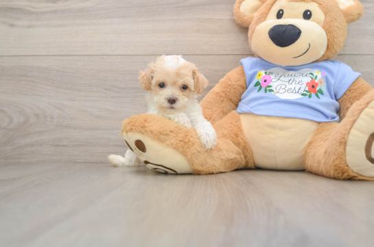 Happy Pudle Purebred Puppy