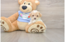 Poodle Puppy for Adoption