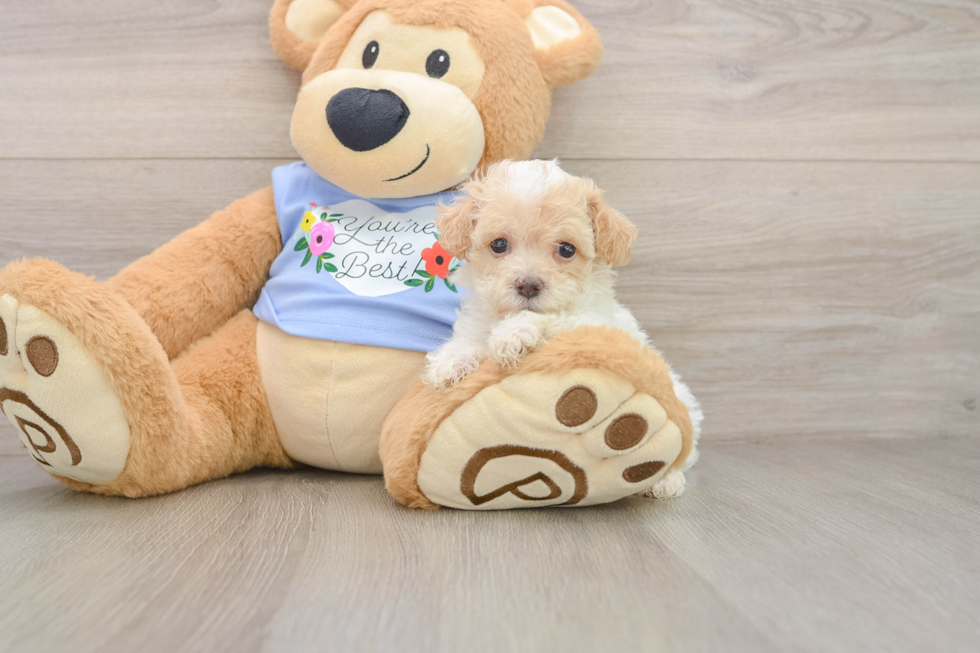 Poodle Puppy for Adoption