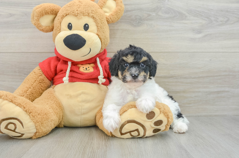 7 week old Poodle Puppy For Sale - Florida Fur Babies