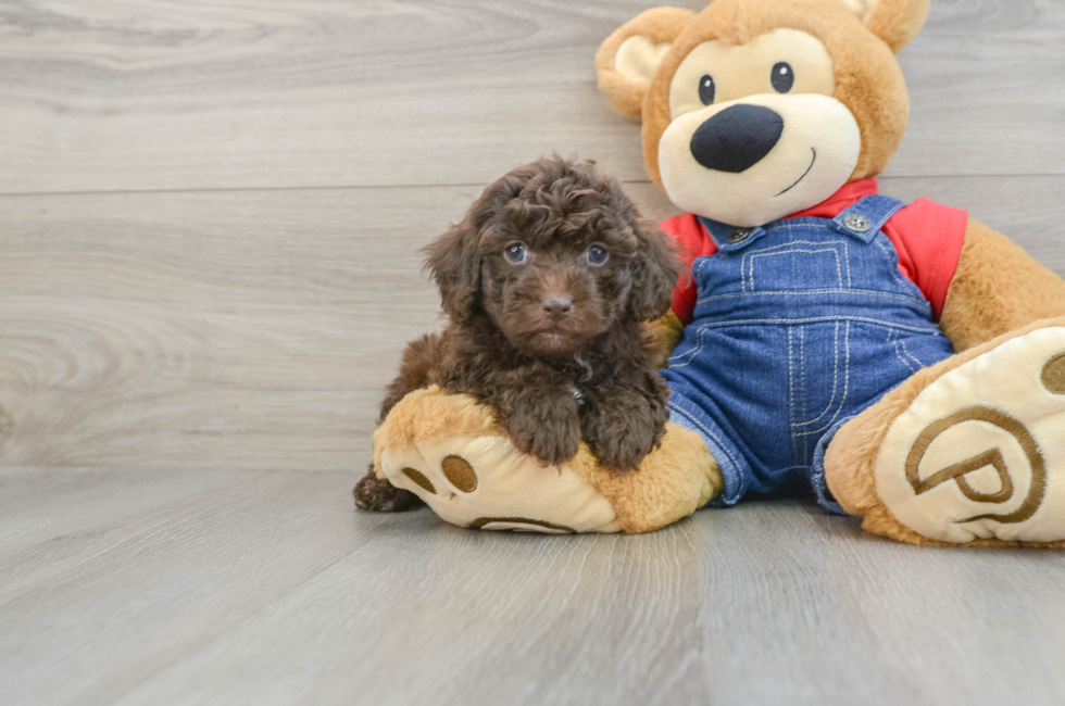 5 week old Poodle Puppy For Sale - Florida Fur Babies