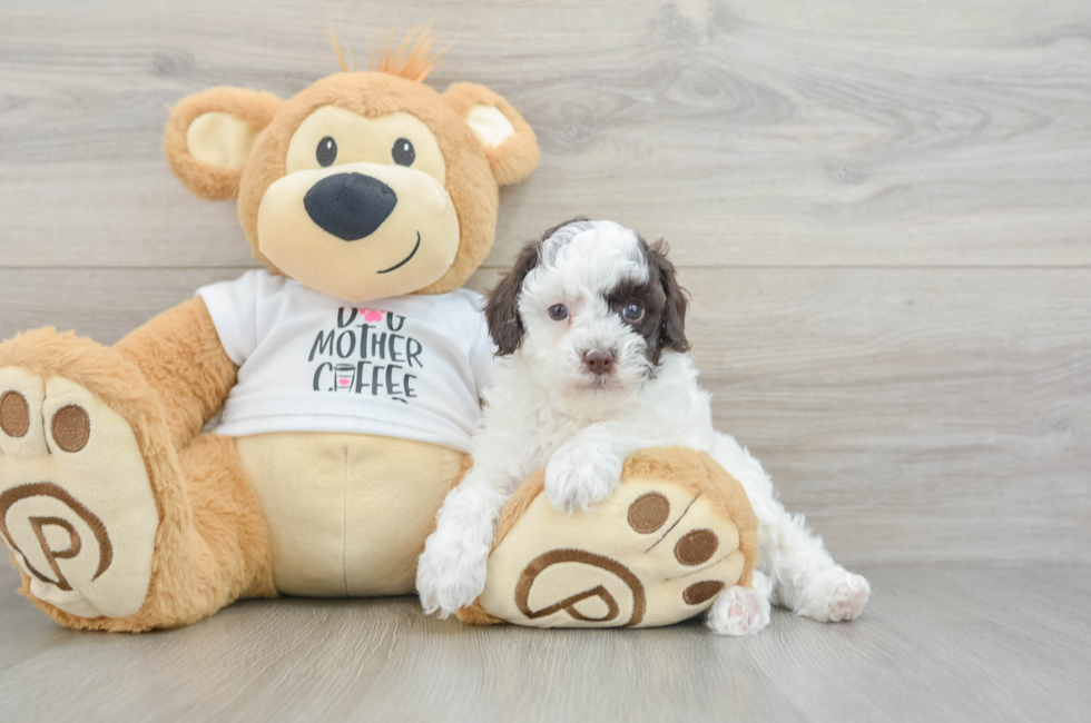 6 week old Poodle Puppy For Sale - Florida Fur Babies