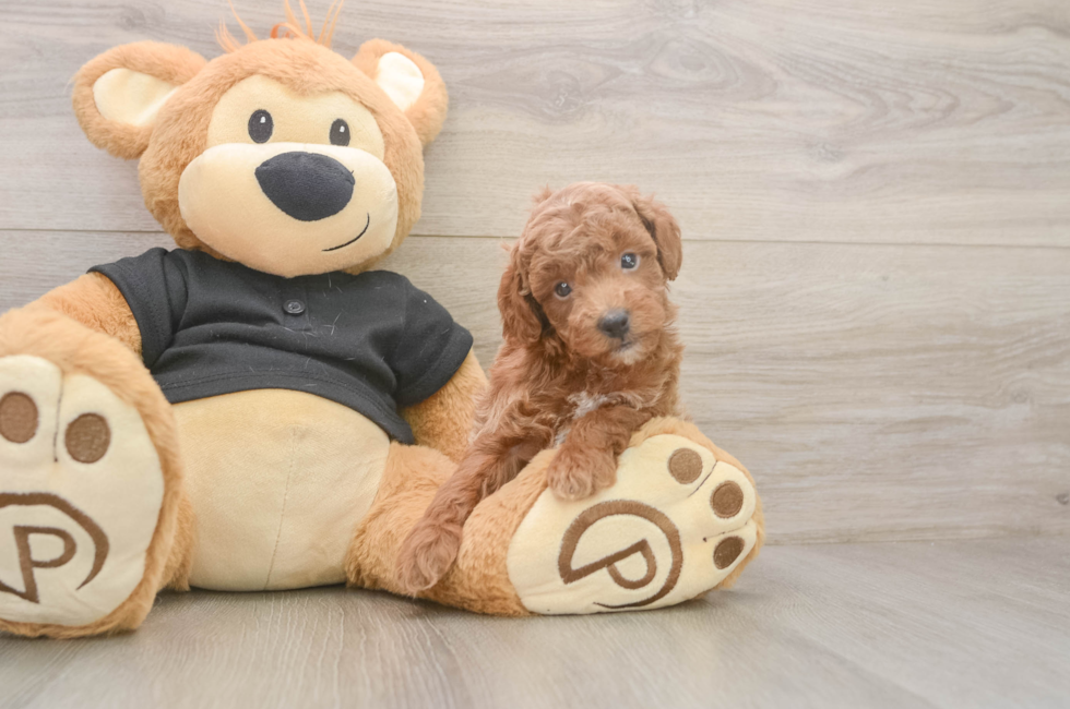 5 week old Poodle Puppy For Sale - Florida Fur Babies
