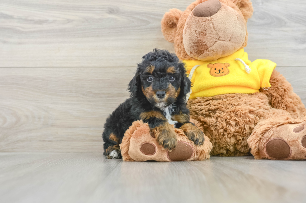 7 week old Poodle Puppy For Sale - Florida Fur Babies