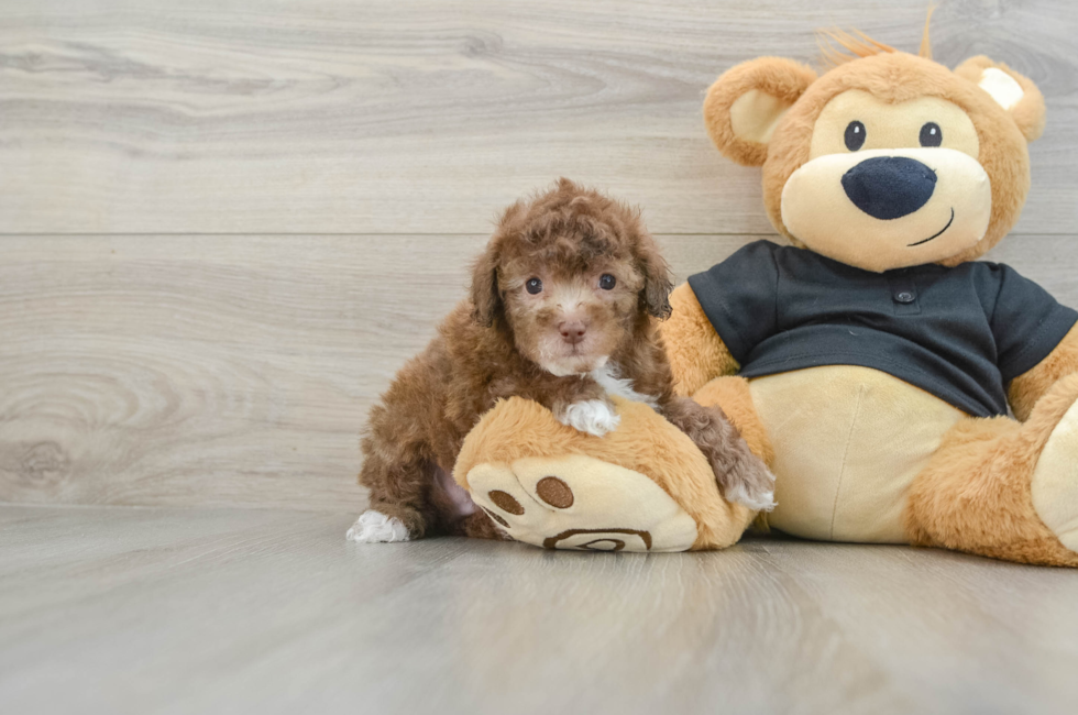 7 week old Poodle Puppy For Sale - Florida Fur Babies