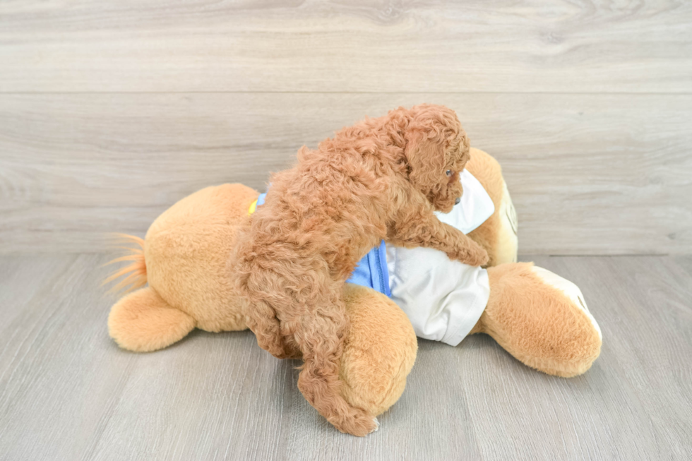 Poodle Pup Being Cute