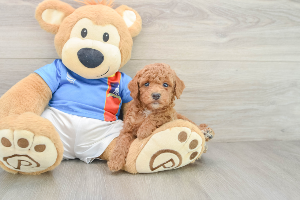 Poodle Puppy for Adoption