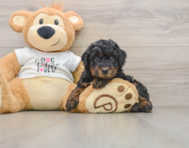7 week old Poodle Puppy For Sale - Florida Fur Babies